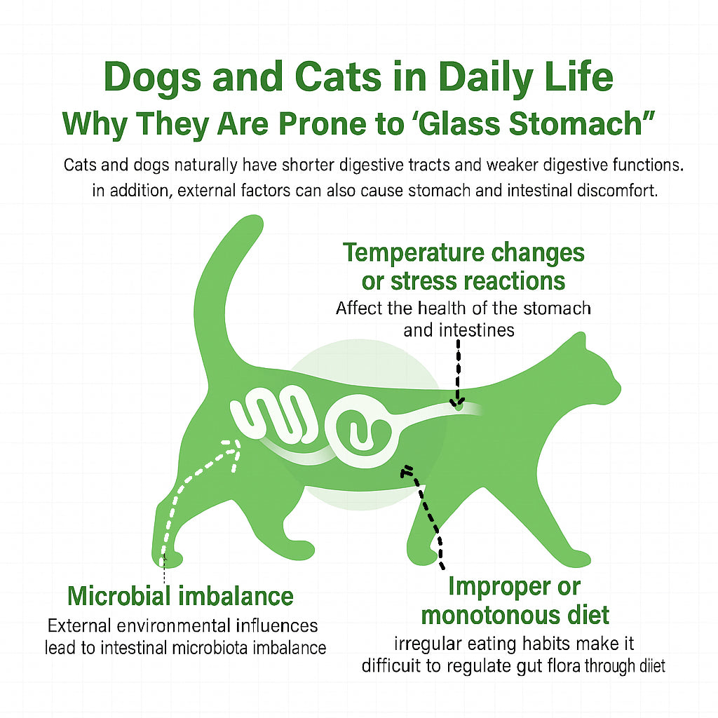 Infographic showing why dogs and cats develop sensitive or ‘glass stomachs’ due to temperature changes, microbial imbalance, and improper diet, promoting the benefits of WelTeil Freeze-Dried Probiotic Bites for digestive health.